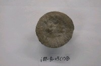 藏品(腹足類)的圖片